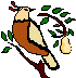 Partridge in a Pear Tree