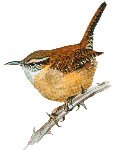 Wren