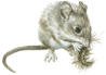 mouse