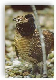 Grouse