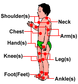 What are the parts of the human leg?