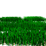 grass